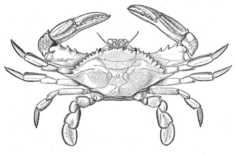 Atlantic Blue Crab Coloring Page